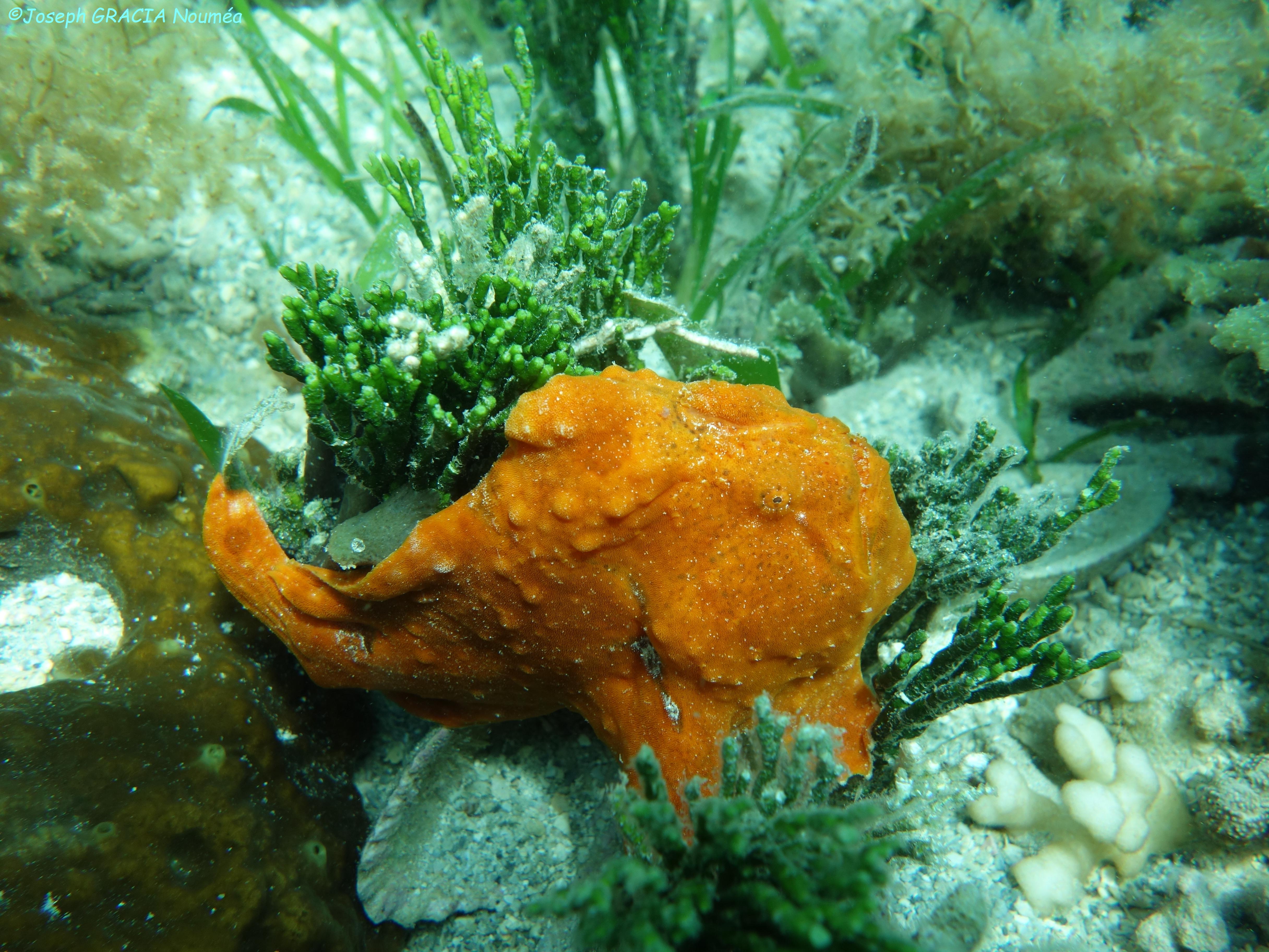 2010 11 18 15 07 47 TUNICIERS POË.JPG Photo Jo Gracia 215poisson pêcheur Antennarius commerson ANTENNARIIDAE