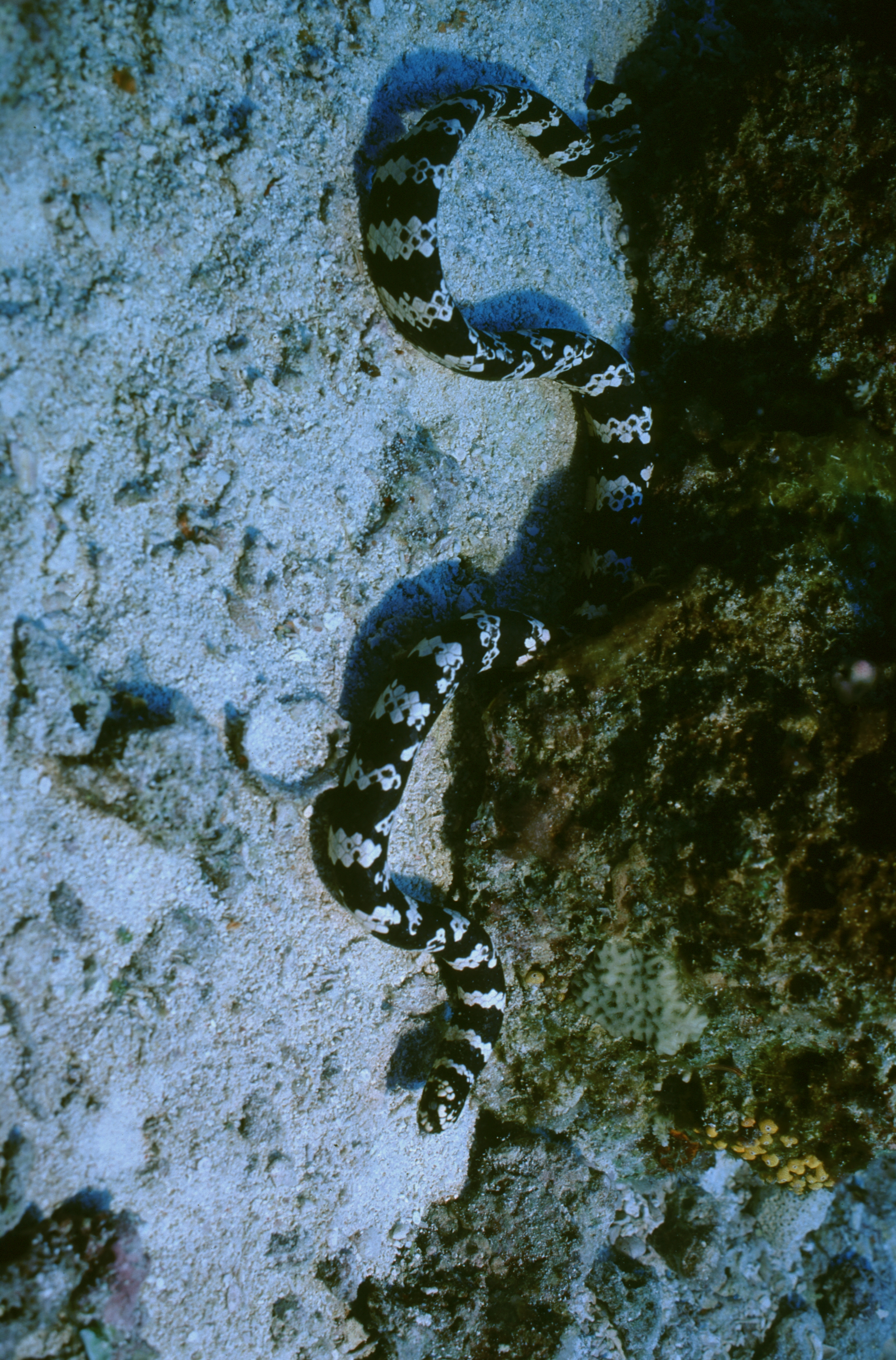 EMYDOC01Famille Hydrophiidae Nom Serpent marainà tete de tortue EMYDOCEPHALUS ANNULATUS