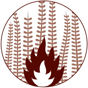 Feux de forêt